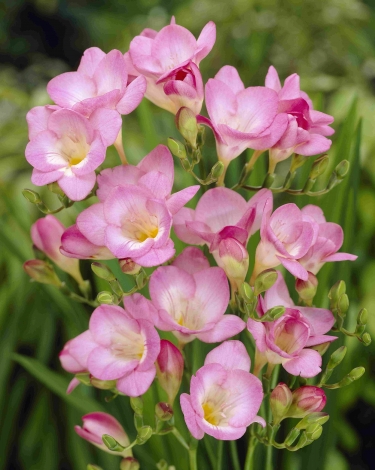 Freesia Rose